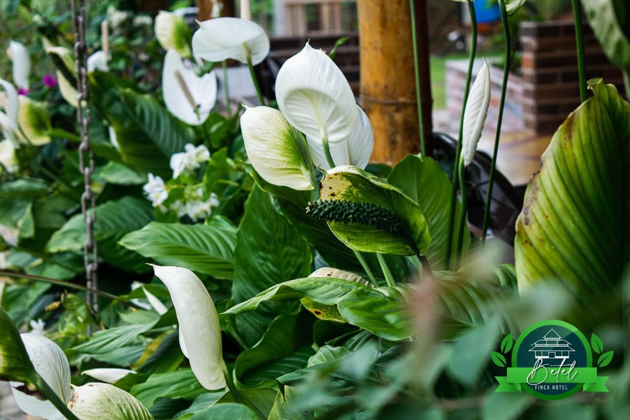 Finca Hotel Betel San Carlos Екстер'єр фото